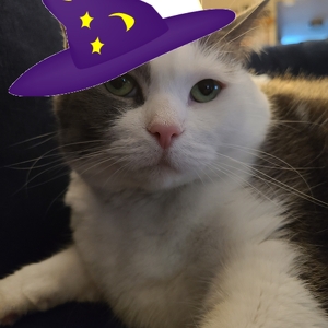 Team Page: Hairball Wizards